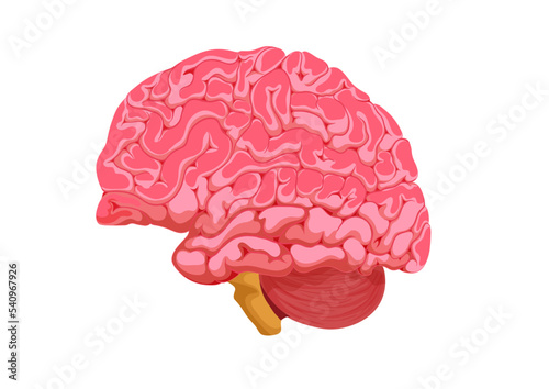 Human Brain illustration isolated on white background. Realistic human brain isolated on white background