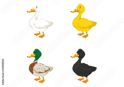 Illustration of four different colored ducks on a white background. Different colored ducks