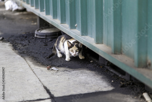 Street abandoned cats