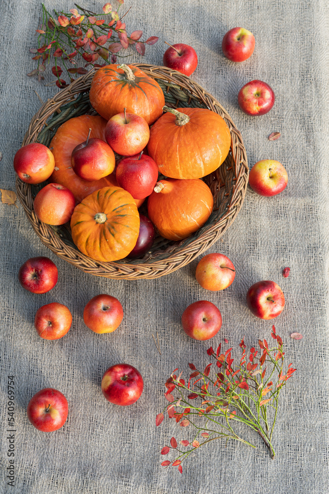 Obraz premium Various pumpkins and red apples in a wicker basket on a table covered with a canvas cloth. Autumn still life top view. Vertical photo.