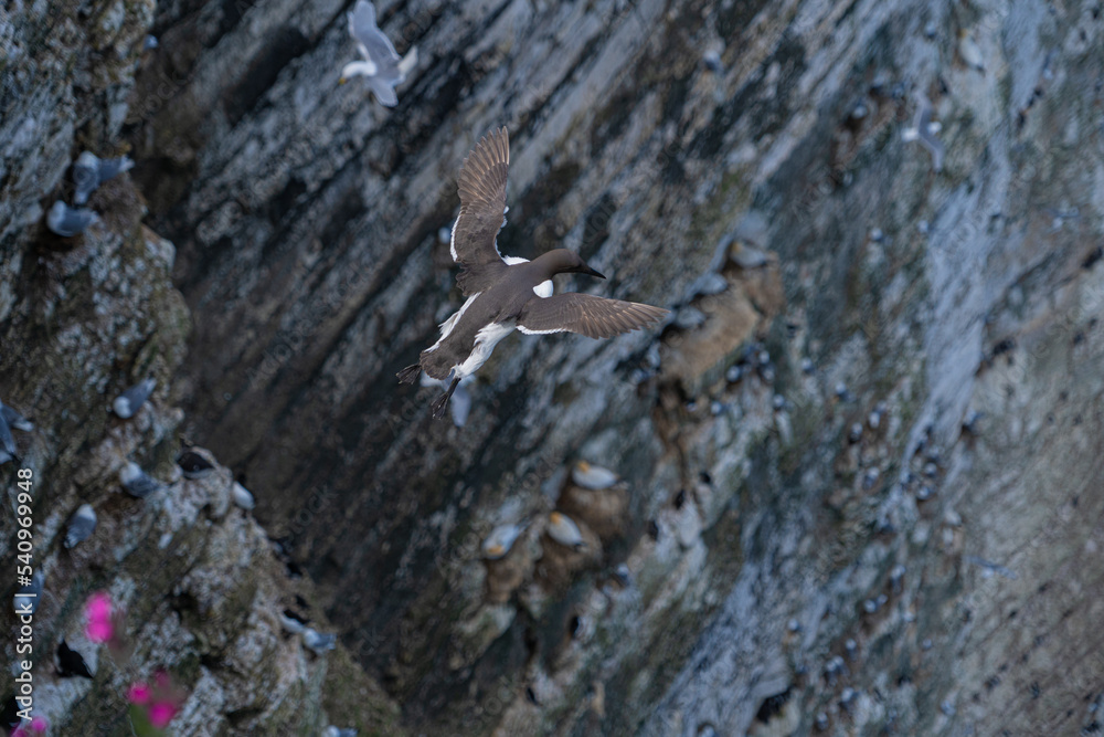 Young guillemot flying soaring and gliding on a cliff face on rugged UK coastline low-level portrait view Young guillemot flying soaring and gliding on a cliff face on rugged UK coastline low-level portrait view