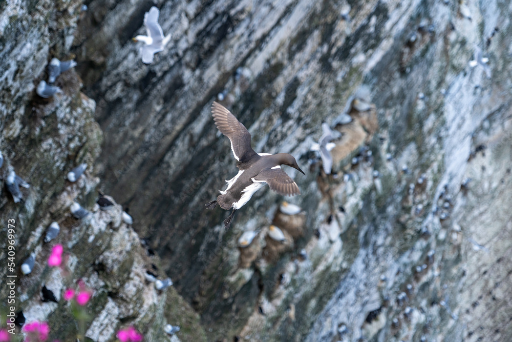 Young guillemot flying soaring and gliding on a cliff face on rugged UK coastline low-level portrait view showing other nesting seabirds in background Young guillemot flying soaring and gliding on a cliff face on rugged UK coastline low-level portrait view showing other nesting seabirds in background