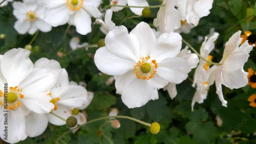 Blooming white flowers sway in the wind in a park or garden. View of flowers blooming Blooming white flowers sway in the wind in a park or garden. View of flowers blooming