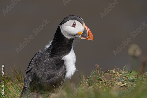 Single Portrait side on a low level close up Marco photograph on Single Puffin Seabord showing Black, White and Orange Marking, feathers and beak and sorrowful thoughtful face © Pluto119