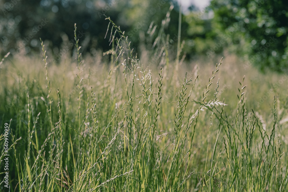 Fototapeta premium Field of flowering grass in the Spring