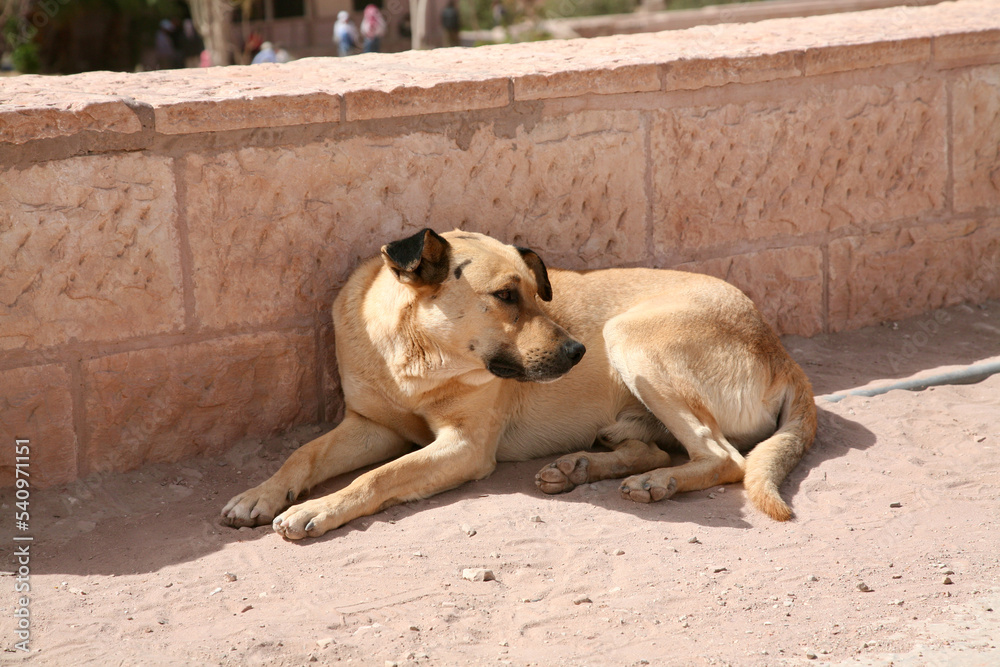 Petra, Jordan, November 2019 - A large brown dog lying on the ground Petra, Jordan, November 2019 - A large brown dog lying on the ground