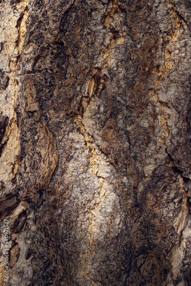 Tree bark texture Tree bark texture