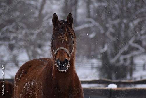 horse in winter