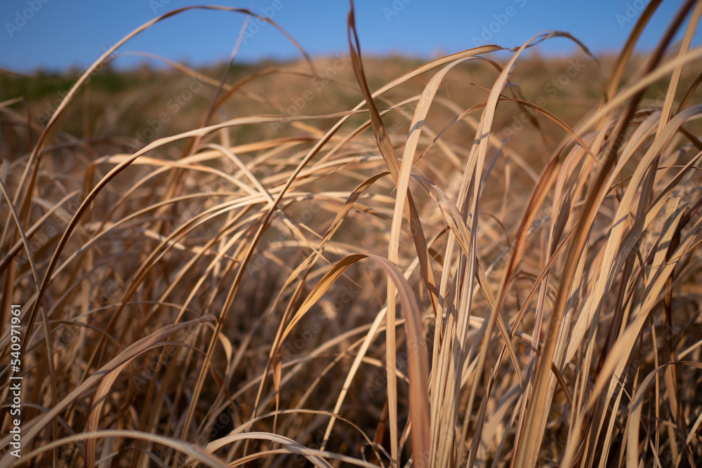 Fototapeta premium Detail of dried grasses on a clear day