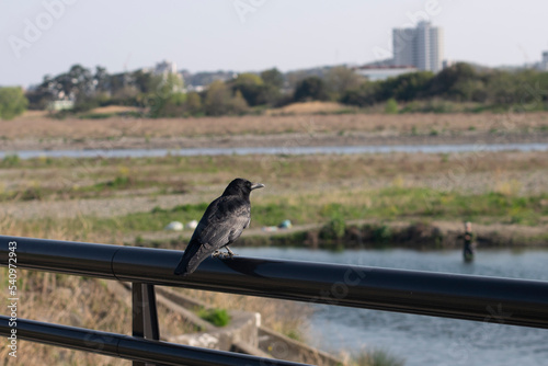 A crow is perched on a railing by the river