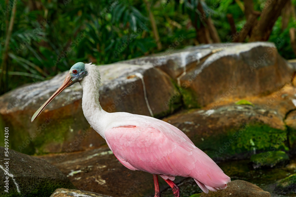 Warzęcha różowa ( Platalea ajaja ) ptak z rodziny ibisów portret. Stock ...