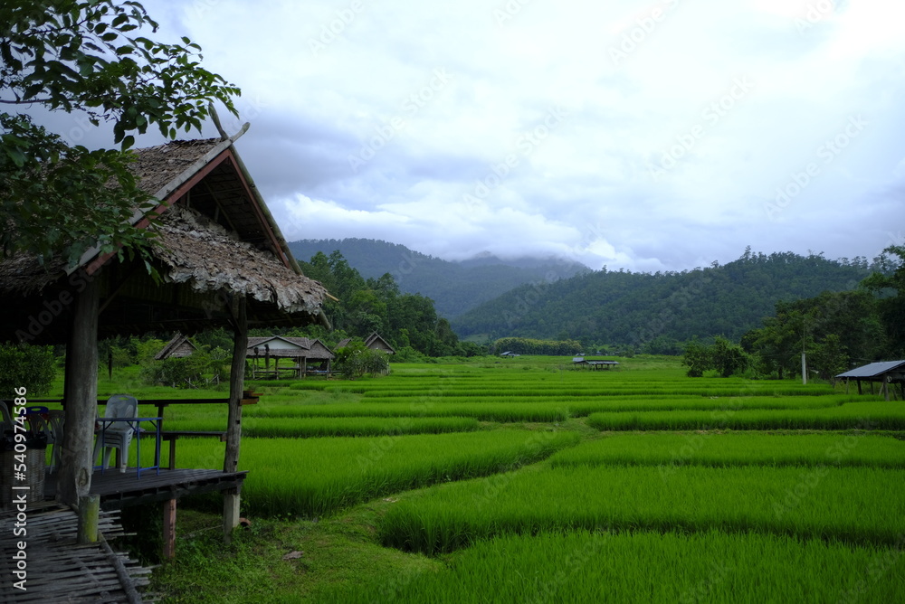 Rice field scenery in Pai district, Mae Hong Son province, Rice field scenery in Pai district, Mae Hong Son province,