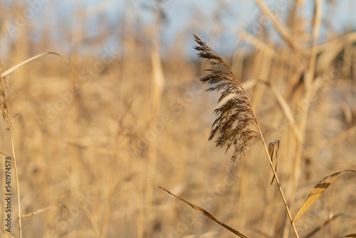 Dry autumn grass. Beautiful natural background. Selective soft focus.