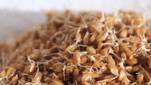 Wheat sprouts. Healthy protein-rich kollu vegan food. Table spin. photo