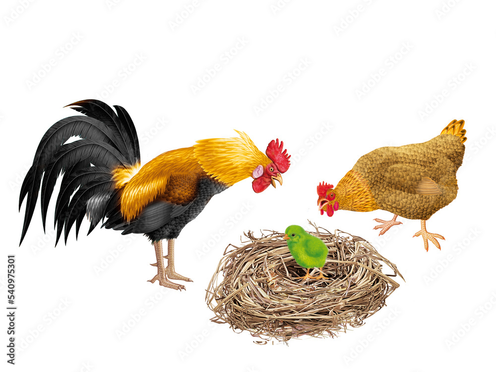 Poussin Vert coq, poussin, poule, oiseau, en or, ferme, oeuf, coloré, étonné ...