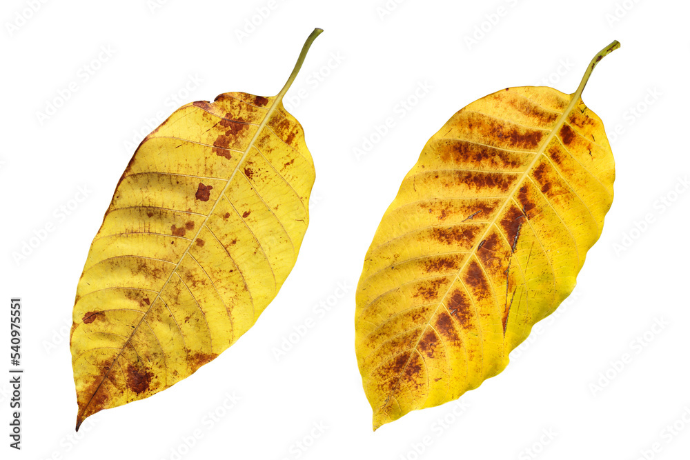 Yellow dry leaves isolated on transparent background Yellow dry leaves isolated on transparent background