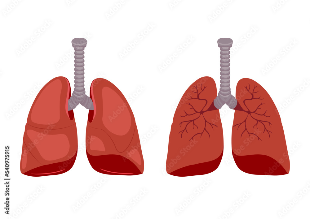 Medical Biology of Lung Diagram. Vector illustration isolated on white background Medical Biology of Lung Diagram. Vector illustration isolated on white background