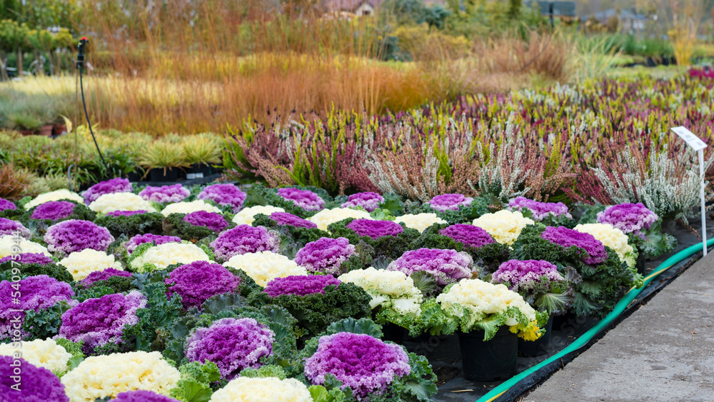 Fototapeta premium Rows of flowers growing in a large industrial greenhouse. Industrial agriculture. Decorative cabbage. Rows of colorful ornamental cabbages.