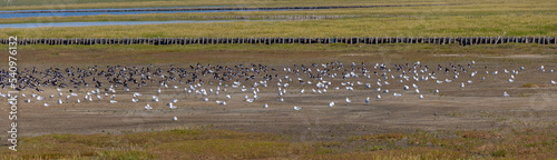 Flock of oystercatcher birds and seagulls looking for food in the wadden sea