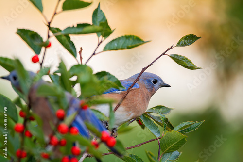 Eastern Bluebird on Winterberry  photo