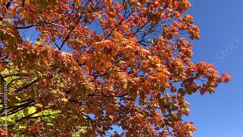 秋の札幌の紅葉