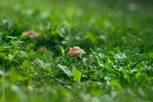 brauner kleiner Pilz in grünem Gras