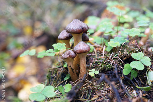 Honey mushrooms grown in the forest. Edible mushrooms for cooking. Macro photography. Selected focus.