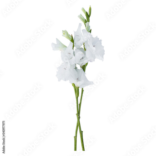 Fototapeta Naklejka Na Ścianę i Meble -  White gladiolus flower stems isolated on transparent background