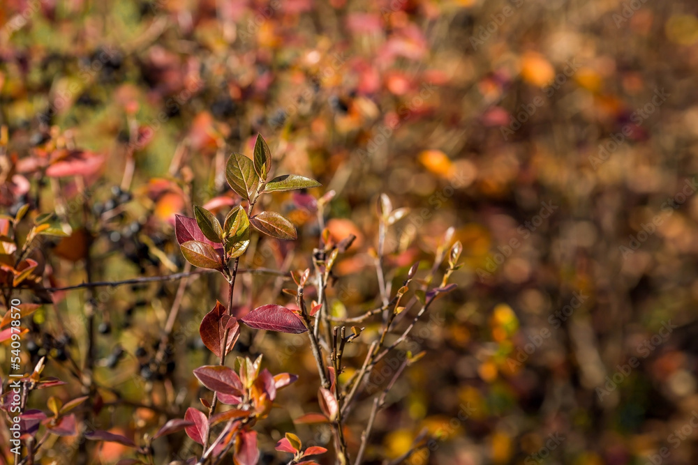 The background image is warm yellow, orange. The texture of autumn leaves. Natural, environmentally friendly natural background. A copy of the place for the text. The background image is warm yellow, orange. The texture of autumn leaves. Natural, environmentally friendly natural background. A copy of the place for the text.