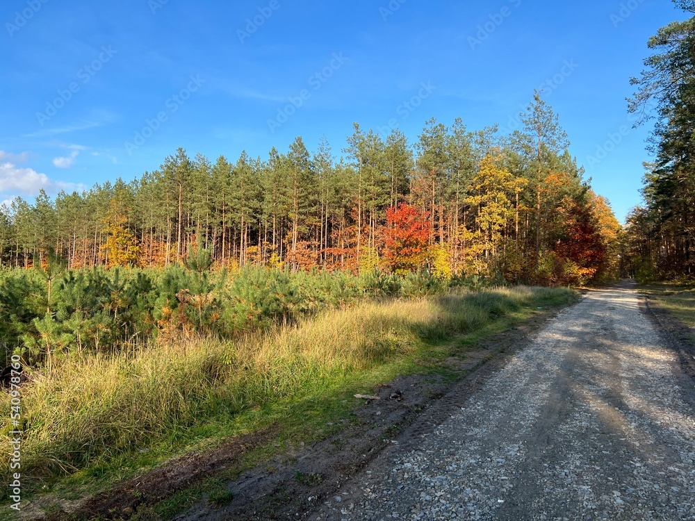 las w  Świętokrzyskim ,  wycinka lasu , wycinanie lasu ,
drzewa w lesie , drewno , drzewo w lesie , jesień w lesie  lasy Golejowskie  , 