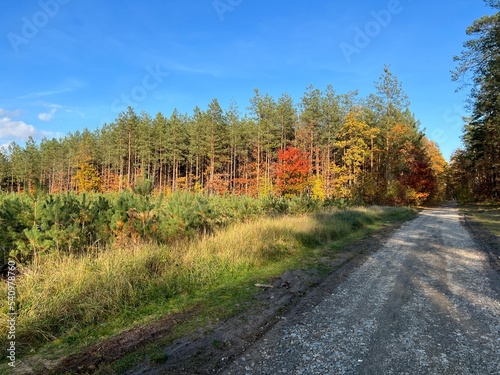 Obraz na płótnie las w Świętokrzyskim , wycinka lasu , wycinanie lasu ,
drzewa w lesie , drewno , drzewo w lesie , jesień w lesie lasy Golejowskie , w salonie
