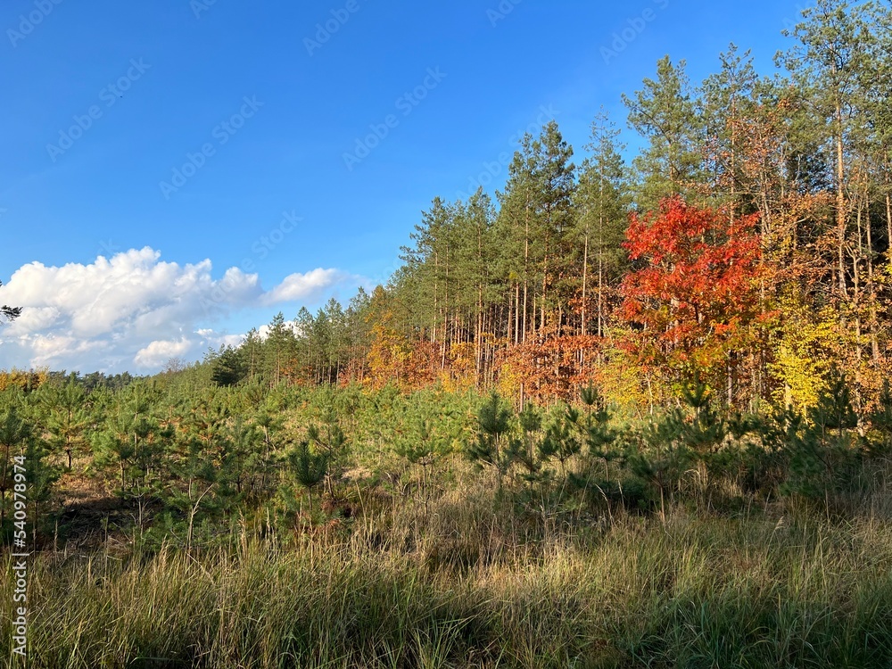 las w Świętokrzyskim , wycinka lasu , wycinanie lasu ,
drzewa w lesie , drewno , drzewo w lesie , jesień w lesie lasy Golejowskie ,