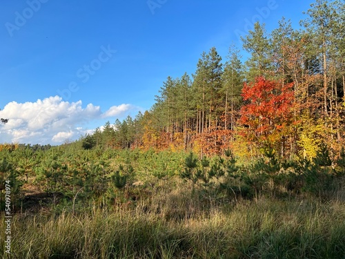 Obraz na płótnie las w Świętokrzyskim , wycinka lasu , wycinanie lasu ,
drzewa w lesie , drewno , drzewo w lesie , jesień w lesie lasy Golejowskie , w salonie