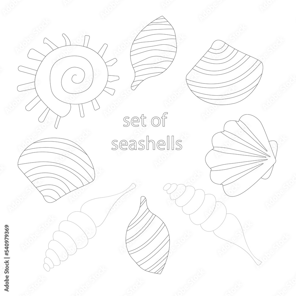 Set of sea shells. Coloring book - vector illustration, eps