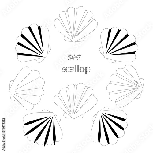 Set of sea shells. Sea scallop. Coloring book - vector illustration, eps