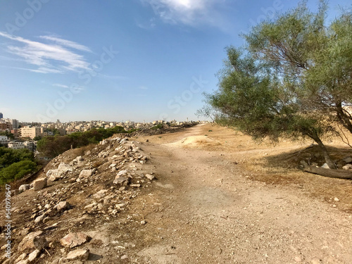 Amman  Jordan  November 2019 - A tree on a dirt road