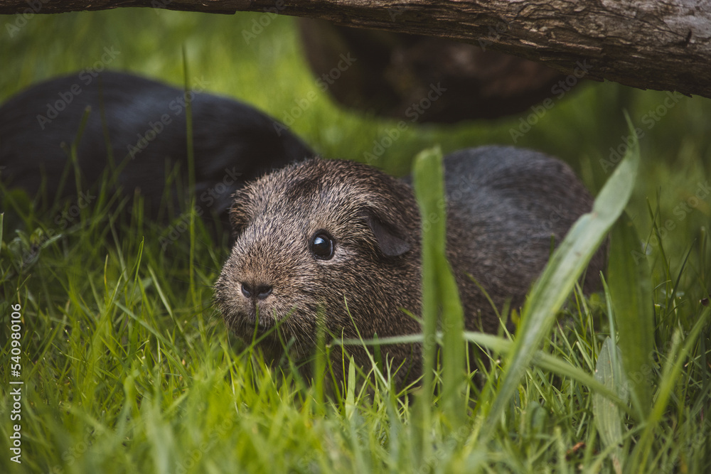 Meerschweinchen | draußen Meerschweinchen | draußen