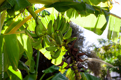 Banana trees are bearing fruit. Close-up bunch of still unripe green mini bananas growing on a tree against the backdrop of palm branches.