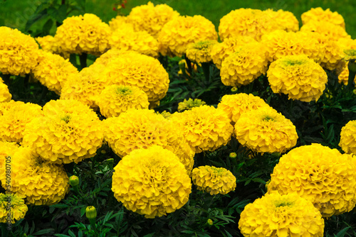 Lovely close-up view of yellow Aztec marigold (Tagetes erecta) flowers in June, growing in a garden in Trier, Germany. The Aztecs gathered the wild plant as well as cultivating it. © H-AB Photography