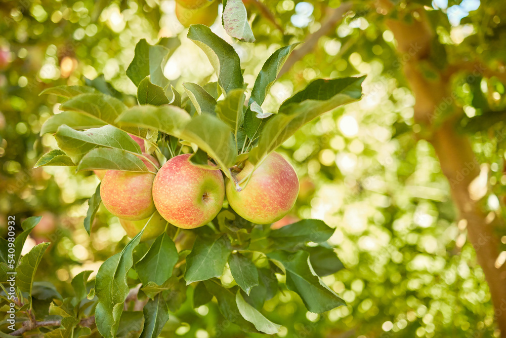 Apple, farm or garden with trees for harvest on field of sustainable orchard farmland outside on sunny day. Agriculture, nutrition and sustainability ripe organic fruit to eat growing in green tree Apple, farm or garden with trees for harvest on field of sustainable orchard farmland outside on sunny day. Agriculture, nutrition and sustainability ripe organic fruit to eat growing in green tree