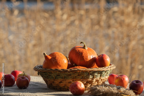 A beautiful basket with pumpkins and apples on the table covered with a canvas tablecloth. Autumn still life on the background of a lake with reeds.