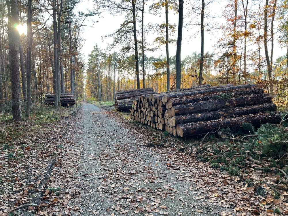 las w Świętokrzyskim , wycinka lasu , wycinanie lasu ,
drzewa w lesie , drewno , drzewo w lesie , jesień w lesie lasy Golejowskie ,