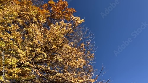 秋の札幌の紅葉