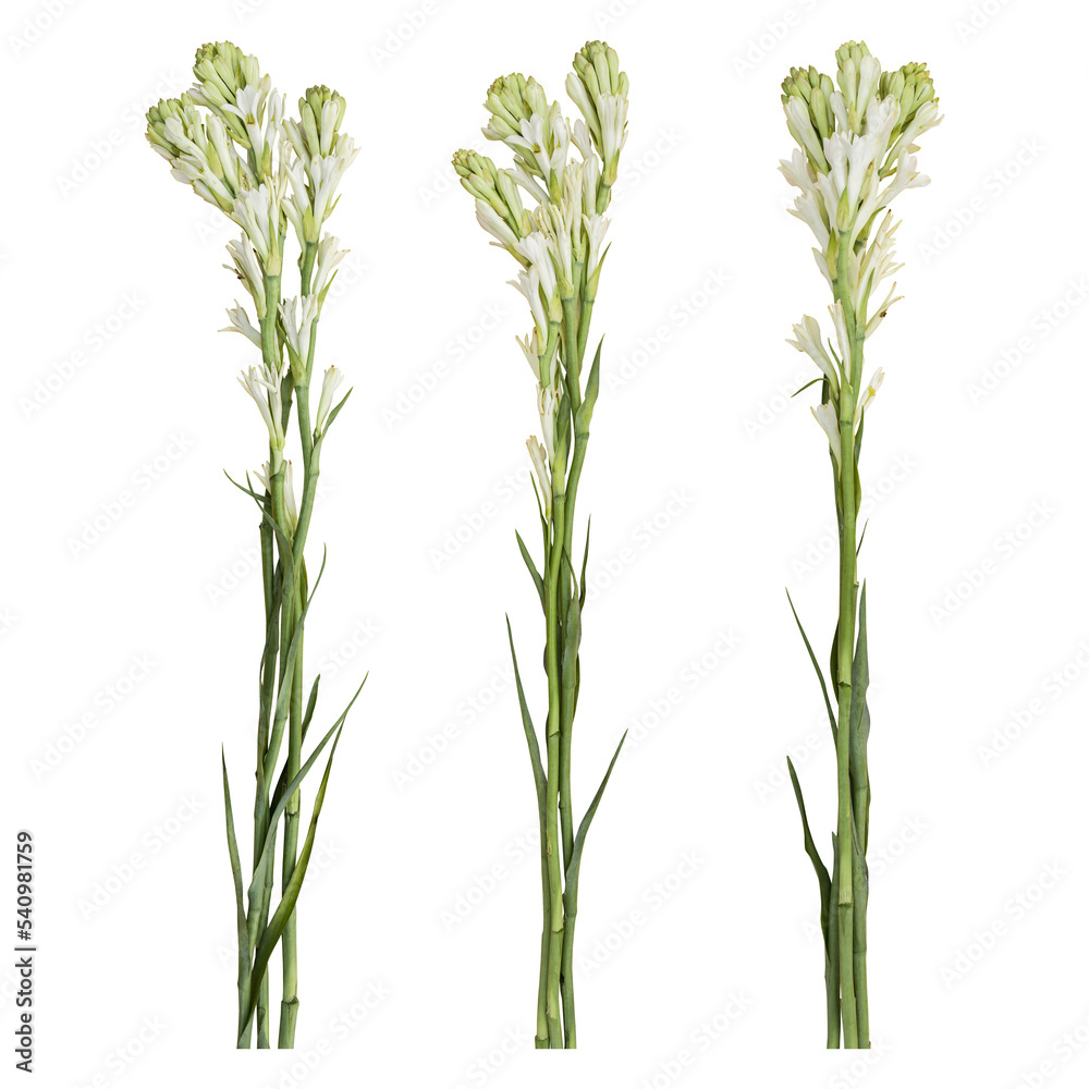Tuberose flower stems isolated on transparent background Tuberose flower stems isolated on transparent background