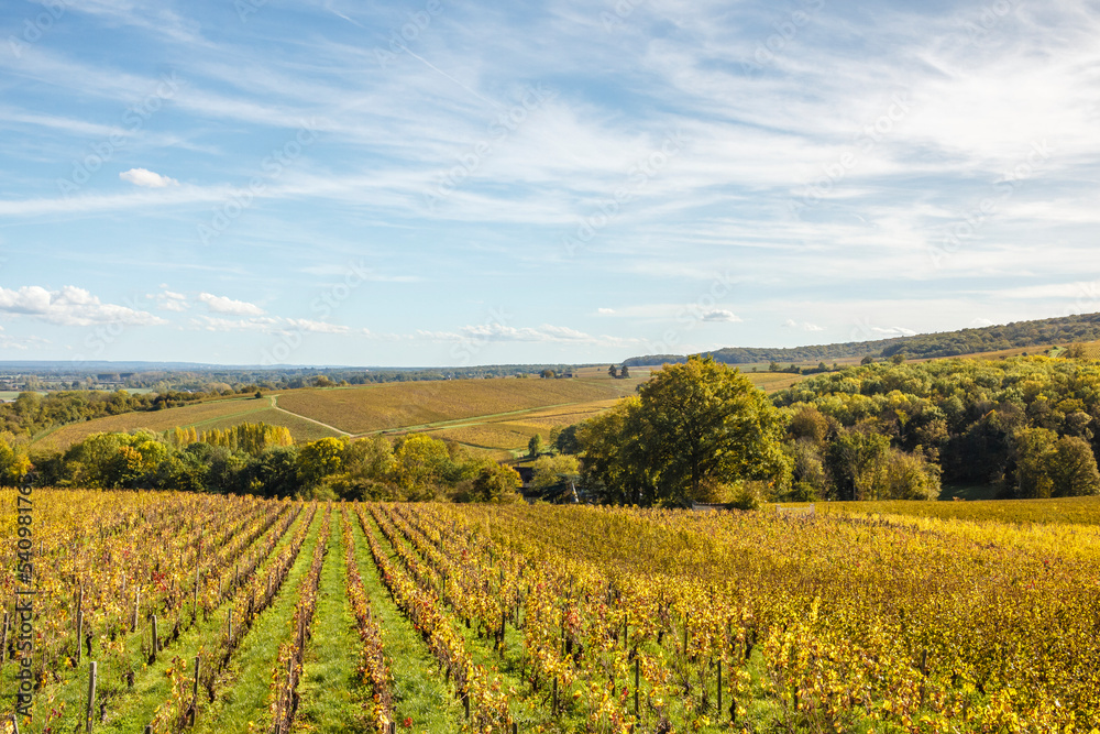 Vineyard landscape in autumn, Sancerrois vineyard, Sancerre, France