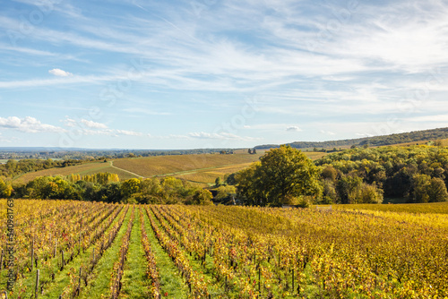 Vineyard landscape in autumn, Sancerrois vineyard, Sancerre, France photo