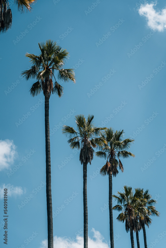 Palm trees on blue sky background