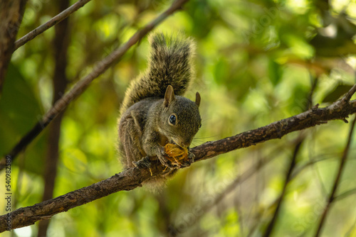 squirrel in the city of Brumadinho, State of Minas Gerais, Brazil