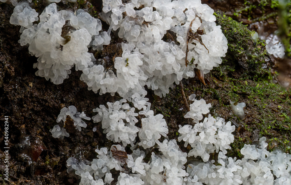 Ceratiomyxa fruticulosa aka Coral slime moud growing on mossy, damp log. Ceratiomyxa fruticulosa aka Coral slime moud growing on mossy, damp log.