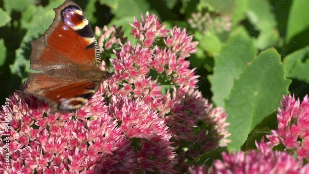A peacock butterfly is eating on a pink Sedum flower Hare cabbage. A